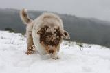 BERGER AUSTRALIEN PUPPIES 494